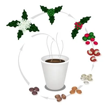 The Process of A Delicious Disposable Coffee Illustrazione stock