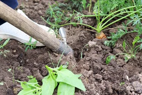 The process of digging carrots out of the ground. Organic farm, farming and Stock Photos