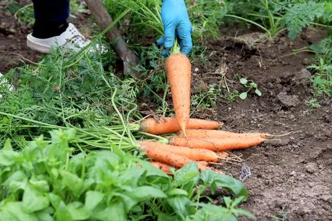 The process of digging carrots out of the ground. Organic farm, farming and Stock Photos