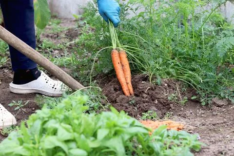 The process of digging carrots out of the ground. Organic farm, farming and Stock Photos