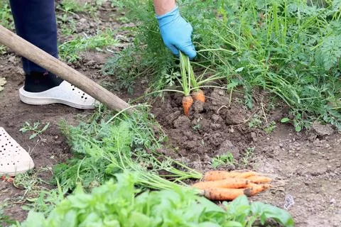The process of digging carrots out of the ground. Organic farm, farming and Stock Photos