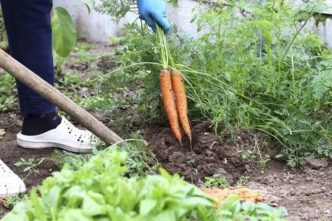 The process of digging carrots out of the ground. Organic farm, farming and Stock Photos