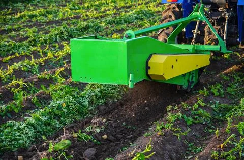 The process of digging up a crop of potatoes. Harvest first potatoes in early Stock Photos