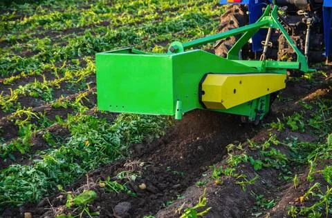 The process of digging up a crop of potatoes. Harvest first potatoes in ea... Stock Photos