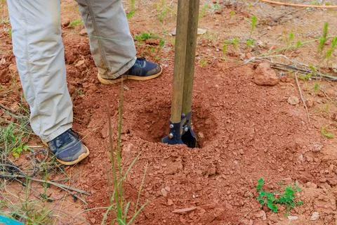 In process of digging fence post, man uses a hand post hole digger Foto stock