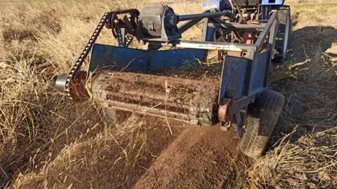 Process of digging fresh organic potatoes vegetable in field on soil. Stock Footage 166731507