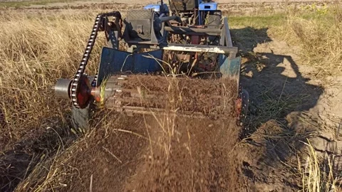 Process of digging fresh organic potatoes vegetable in field on soil Stock Footage 219212036