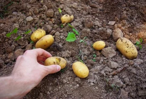 Process of digging up fresh organic potatoes vegetable in the field on soil Stock Photos