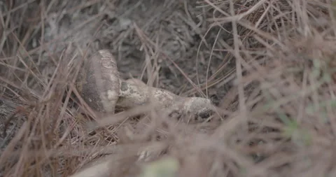 The process of digging for plateau matsutake Video stock 338153649