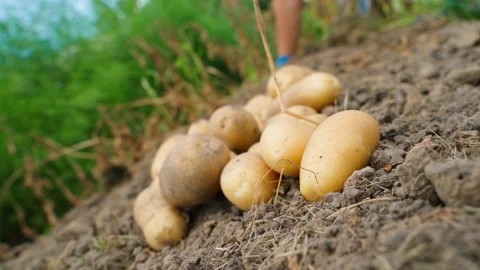 The process of digging up potatoes in the garden. Harvesting yellow potatoes, a Stock Footage 255764134