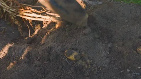 The process of digging potatoes with a shovel. Bad potato harvest, close-up Stock Footage 317174374