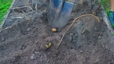 The process of digging potatoes with a shovel. Poor potato harvest Stock Footage 317675594