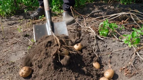 The process of digging potatoes with a shovel from the soil close-up. Harvesting Stock Footage 221239188