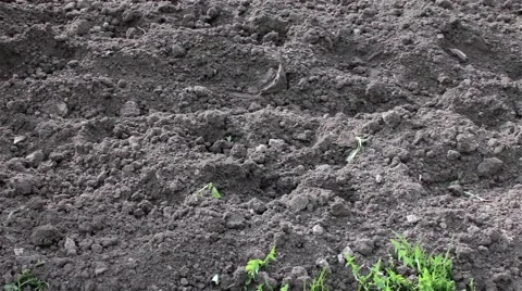 The process of digging, work the land, the field cultivator Stock Footage 66185728