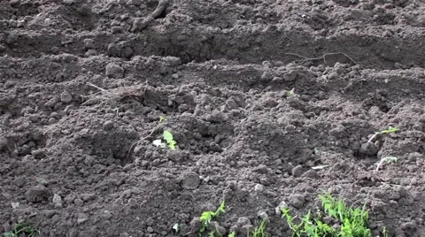 The process of digging, work the land, the field cultivator Video stock 66185735