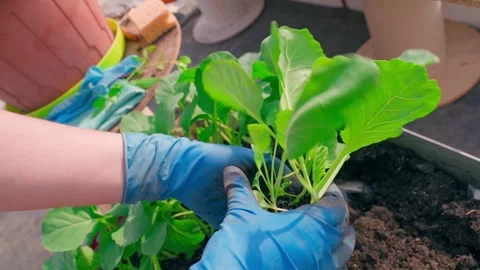 The process of dividing cabbage seedlings. Grown seedlings in a greenhouse Video stock 309113464