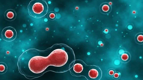 Process division of cell. 3D illustration. Stock Illustration