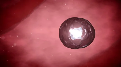 Process division of cell Stock Footage 56448831