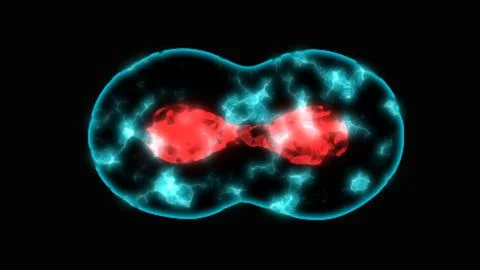 Process division of cell, Human Cell Division under a microscope. Cell divi.. Foto stock