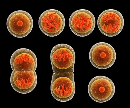 Process division of cell Stock Photos