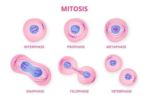 Process of division of organic cell Stock Illustration