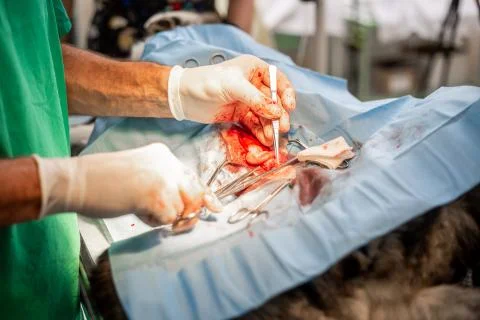 Process of a dog castration surgery in veterinary clinic, vet concept Stock Photos