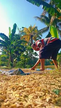 Process of draying rice 库存照片