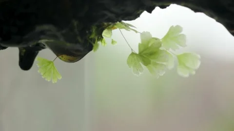 The process of dripping water from the surface of organic material which is.. Stock Footage 225221465