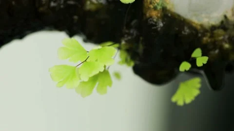 The process of dripping water from the surface of organic material which is.. Stock Footage 225221531
