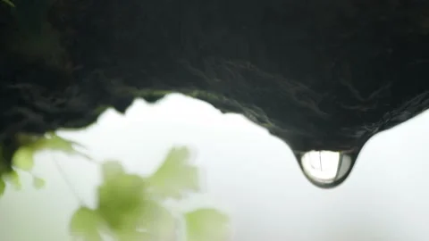 The process of dripping water from the surface of organic material which is.. Stock Footage 225221532