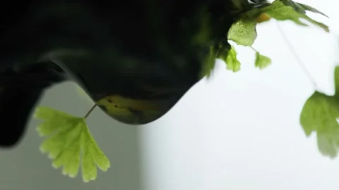 The process of dripping water from the surface of organic material which is.. Stock Footage 225221543