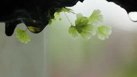 The process of dripping water from the surface of organic material which is.. Stock Footage 225221549