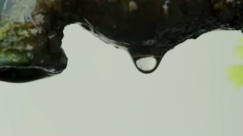 The process of dripping water from the surface of organic material which is.. Stock Footage 225221593