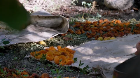 Process of drying apricots Stock Footage 128237946