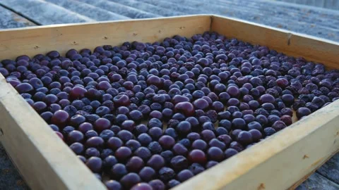 The process of drying cherries in a dryer. Harvesting berries for the winter. Stock Footage 220326374