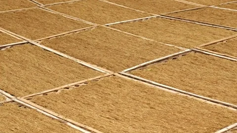 The process of drying chopped tobacco leaves on bamboo mats. Stock Footage 291858705