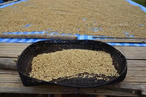 Process of drying coffee beans (parchment coffee) sun dry the beans. This is Foto stock