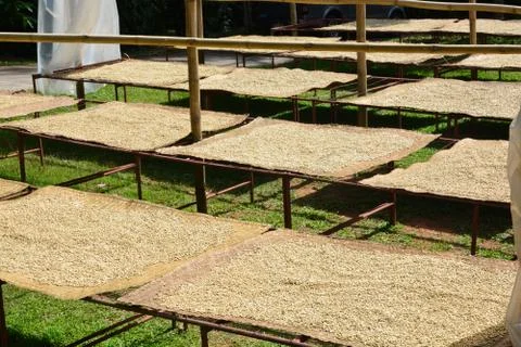 Process of drying coffee beans (parchment coffee) sun dry the beans. This is Stock Photos