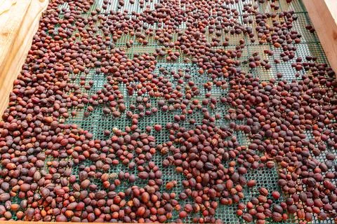 Process of drying coffee beans (parchment arabica geisha coffee) Stock Photos