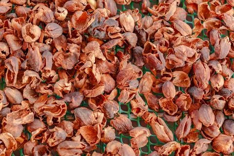 Process of drying coffee beans (parchment arabica geisha coffee) Stock Photos