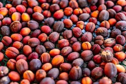 Process of drying coffee beans (parchment arabica geisha coffee) Stock Photos