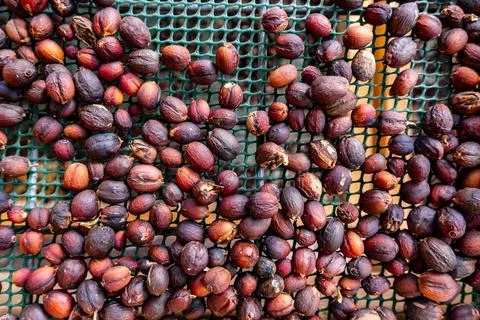 Process of drying coffee beans (parchment arabica geisha coffee) Stock Photos