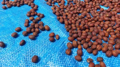 The process of drying coffee beans Stock Photos