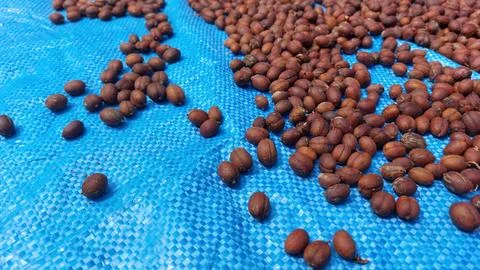 The process of drying coffee beans Stock Photos