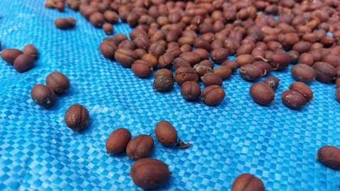 The process of drying coffee beans Stock Photos