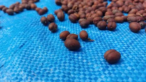 The process of drying coffee beans Stock Photos