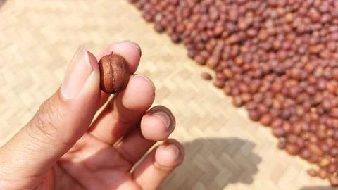 The process of drying coffee beans Stock Photos