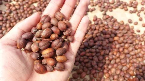 The process of drying coffee beans Stock Photos