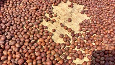 The process of drying coffee beans Stock Photos