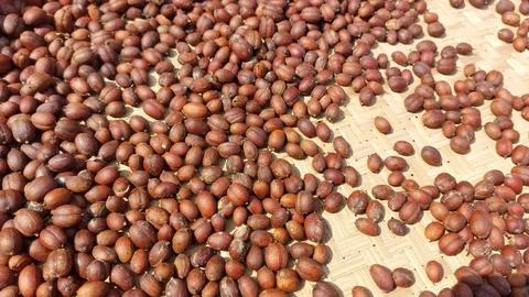 The process of drying coffee beans Stock Photos